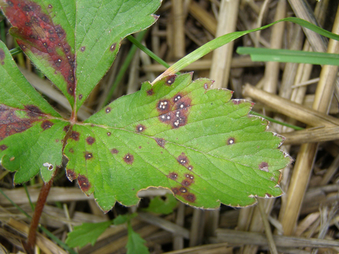 Strawberry leaves with brown blotches and white spots.
