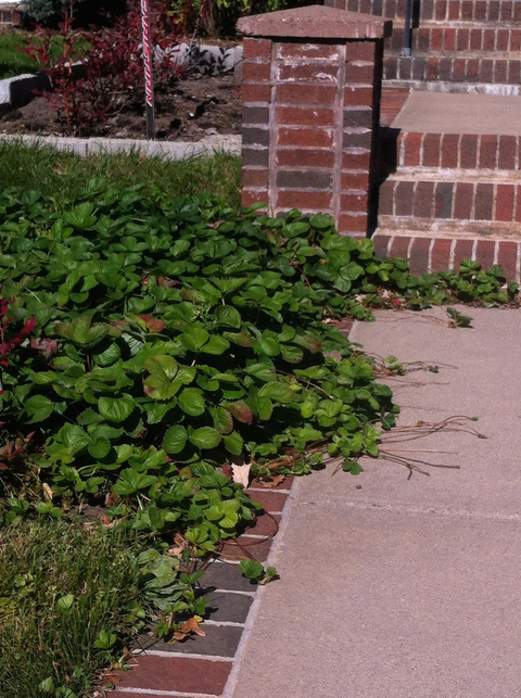 strawberry plants with runners along a sidewalk leading up to brick steps