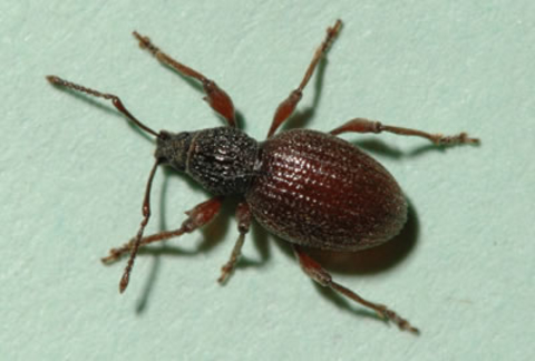 A brownish beetle with an elongated snout, two antennae and six legs