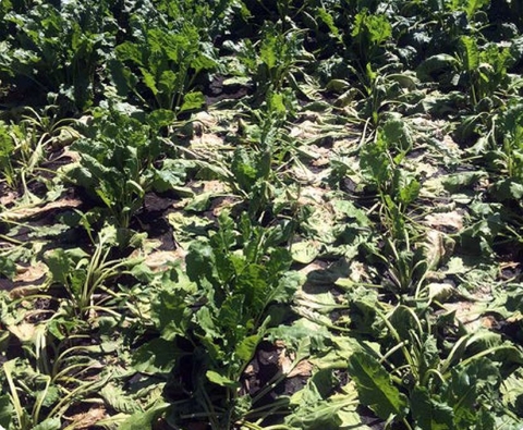 Excess water damage to sugarbeet