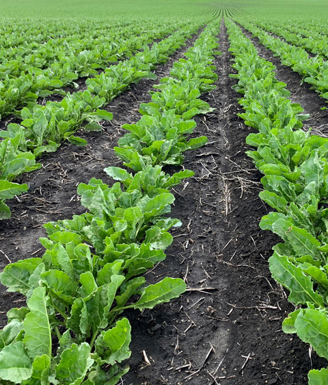 Rows of green, leafy sugarbeets growing in a field.