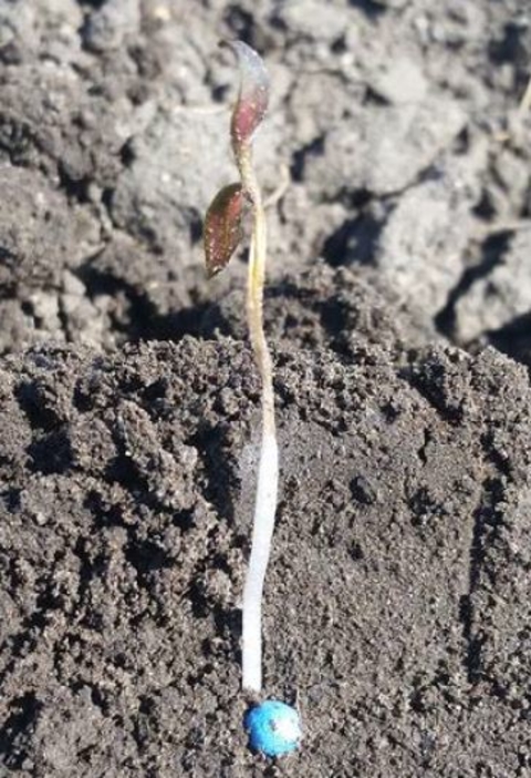 Frost damage to sugarbeet seedling