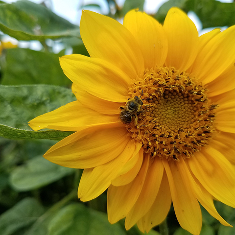 Bee feeding on the center of a large yellow sunflower head.