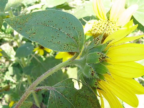 Rust on sunflower that can be seen on leaves, sepals and other green plant parts