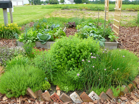 Three supported raised garden beds with vegetables and other plants 