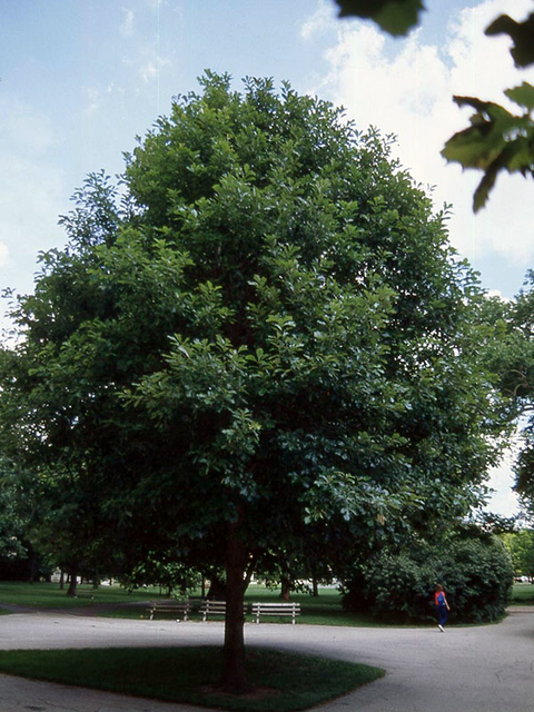 Oak tree planted in a boulevard, roundabout.