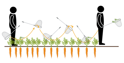 Diagram demonstrating the process of walking through a carrot field swinging a net back and forth at a 180 degree angle.