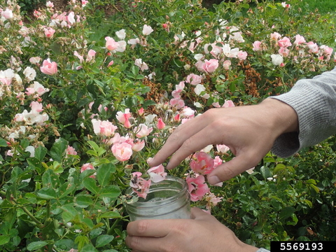 Many Japanese beetles feeding on a rose flower.