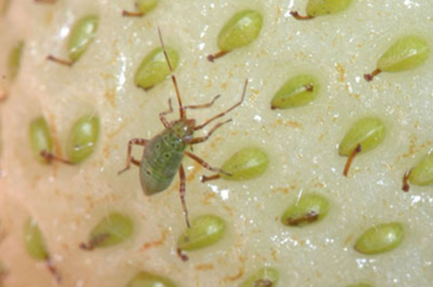 Green insect with brown legs on a white strawberry with green seeds.