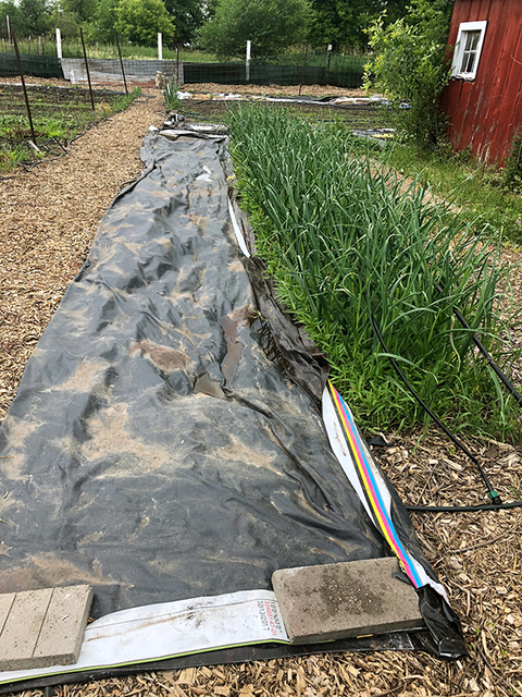 A garden with wood chipped pathways. There are two rows: one has alliums growing in it, and the other is covered with a black tarp, held down with cinder blocks.