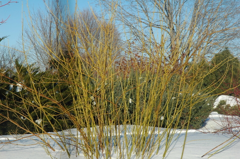 Yellow winter stems of tatarian dogwood in winter with snow and evergreen trees in the background