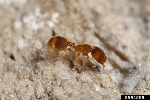 Thief ant worker crawling on a carpet.