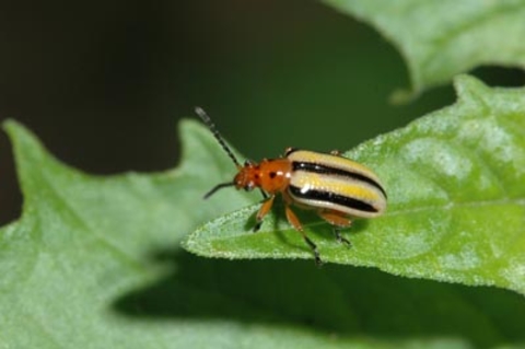 A yellowish beetle with a red head and three black lines down its back seen on a green leaf