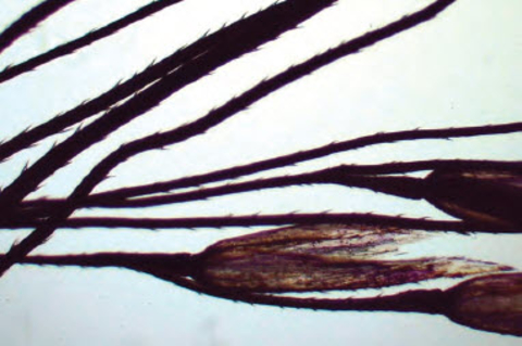 Microscopic barbs of ticklegrass