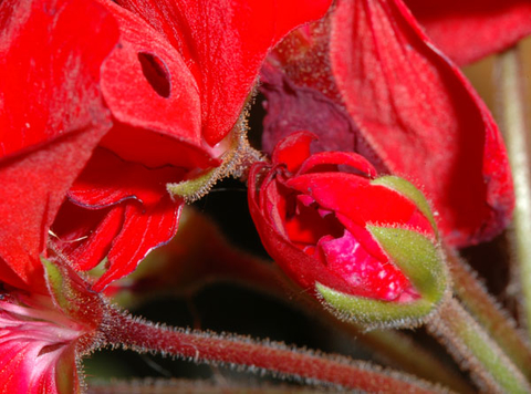Holes in red petals and a red bud of a geranium plant 