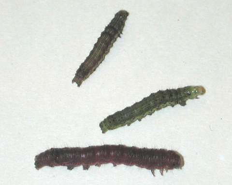 Two green and one brown caterpillar-like tobacco budworm