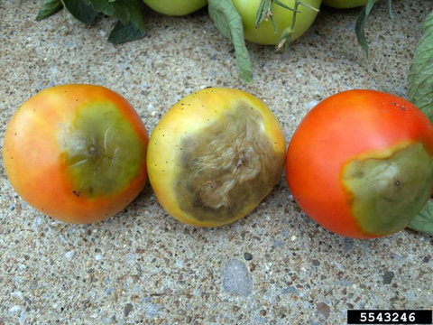 Three tomatoes with discolored, wrinkled bottoms caused by blossom end rot.