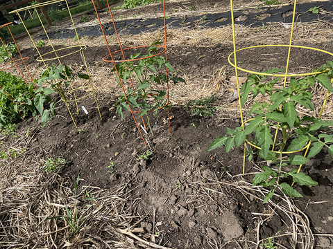 Tomatoes growing in a bed of bare soil with straw mulch between rows. Each tomato has its own yellow or orange cage. 