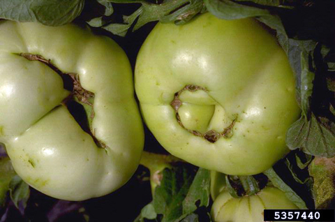  Two green tomatoes with canyonous, brown areas on the blossom end.