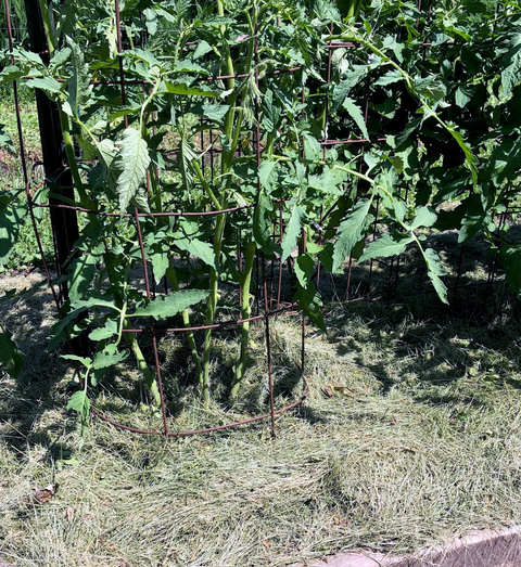 Two tomato plants in tomato cages with grass clippings on the ground as mulch.
