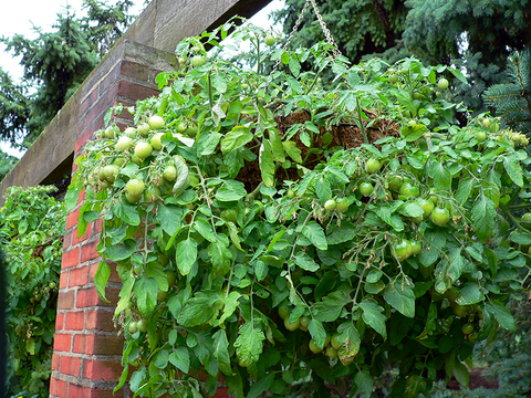 A green plant heavy with green tomatoes growing in a round basket hanging from a red brick support. 
