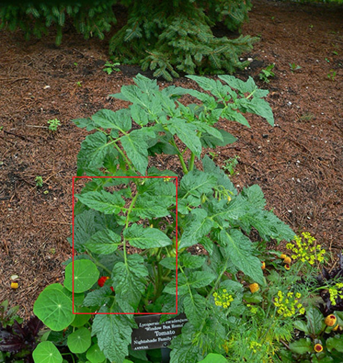 Tomato plant with leaf portion circled