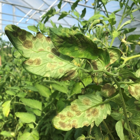 Tomato plants in a high tunnel showing leaves with yellow discoloration and fuzzy olive spores.