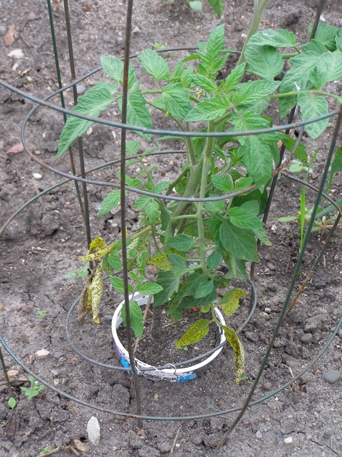 tomato plant in wire cage with yellowing leaves on lowest part closest to the ground