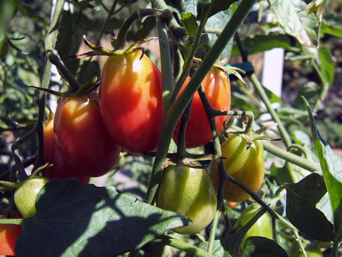 Red and ripening Roma tomatoes on the vine.