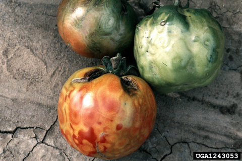 Three tomatoes with lumpy surfaces and irregular, wavy patterns of discoloration.