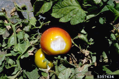 A tomate fruit with a white, depressed area caused by sunscald.