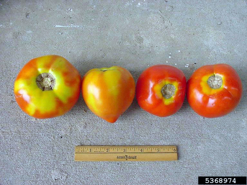 Four tomatoes side by side on a flat surface. Each has a varying amount of yellowing around the top or stem end.