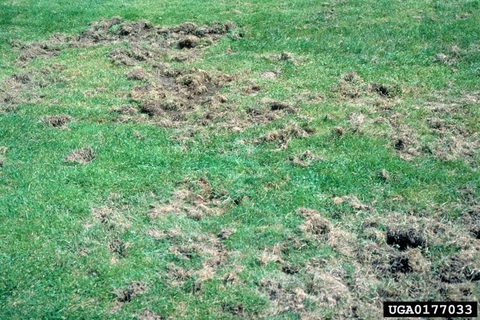Dug up patches of grass as evidence of white grub damage on a lawn.