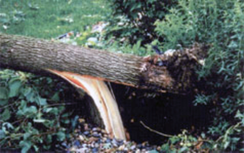 Tree lying on its side. Lower trunk is split open.