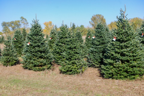 Rows of conifer trees.