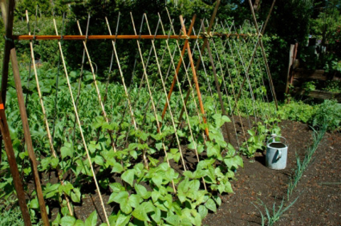 Trellis with horizontal and diagonal wooden poles supporting a vining green vegetable crop