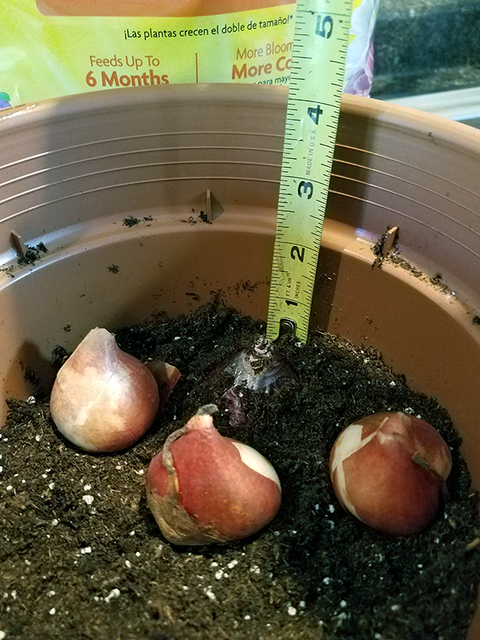 Three tan tulip bulbs sitting on potting soil in a brown pot next to a purple hyacinth bulb that is buried except for the tip of the bulb. A yellow measuring tape indicates the tulip bulbs are planted at 4” deep.