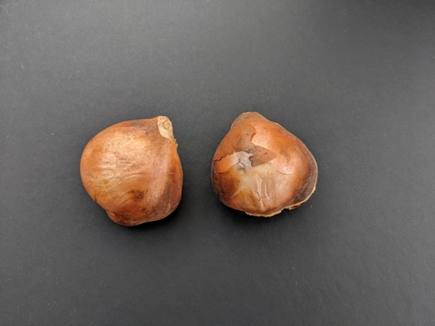Two tulip bulbs with brownish papery skins