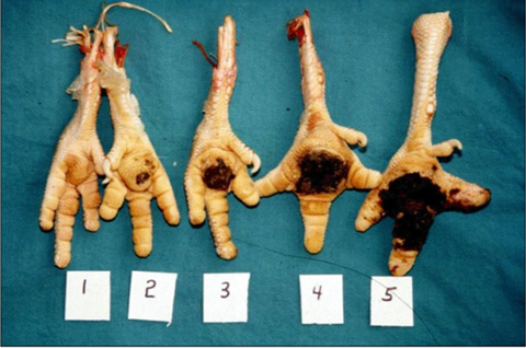 Footpads of turkeys showing degree of lesions.