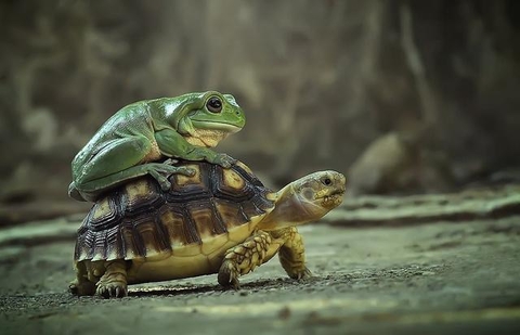 A frog riding on a turtle's shell. 