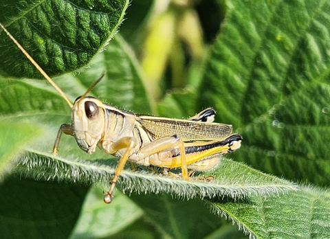 two-striped grasshopper on soybean