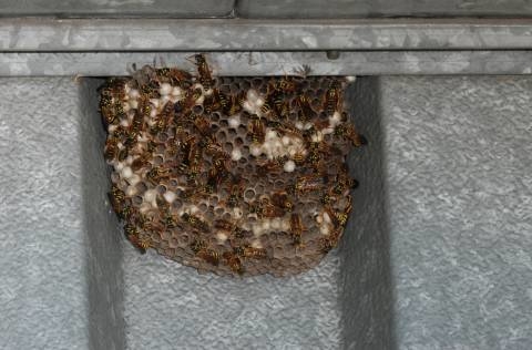 Paper wasp nest on metal structure