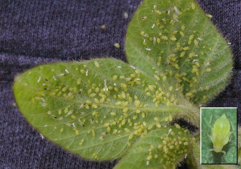 underside of three soybean leaves with many greenish yellow insects (aphids). Inset of the picture shows a close up of an aphid nymph.