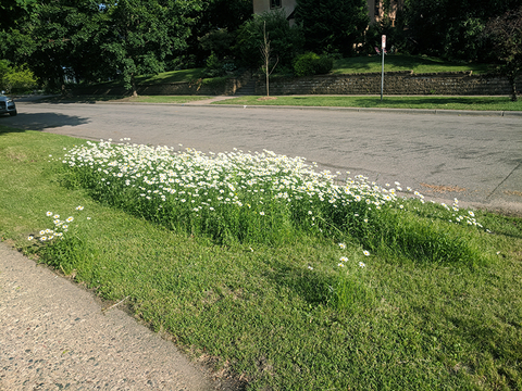 A patch of tall white flowers growing on a mown section of boulevard.