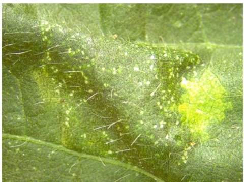 upper surface of soybean leaf with mines