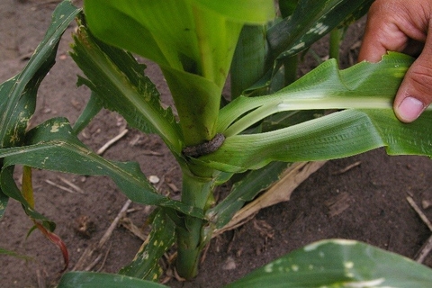 cutworm feeding on corn
