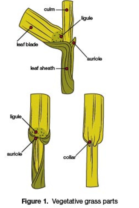 Vegetative grass parts: Top image of open plant shows culm, leaf blade, ligule, leaf sheath and auriole. Depiction of closed plants shows ligule, auriole and collar.