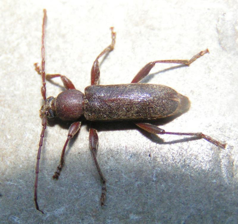 Velvet longhorned beetle. Image: Lo Troisfontaine. 