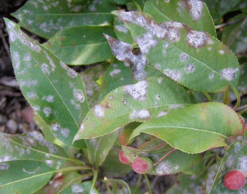 Round black chasmothecia within white powdery mildew spots on viburnum leaves.