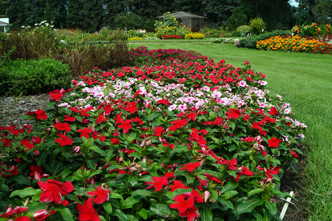 Red and white vinca in a flower bed outside.